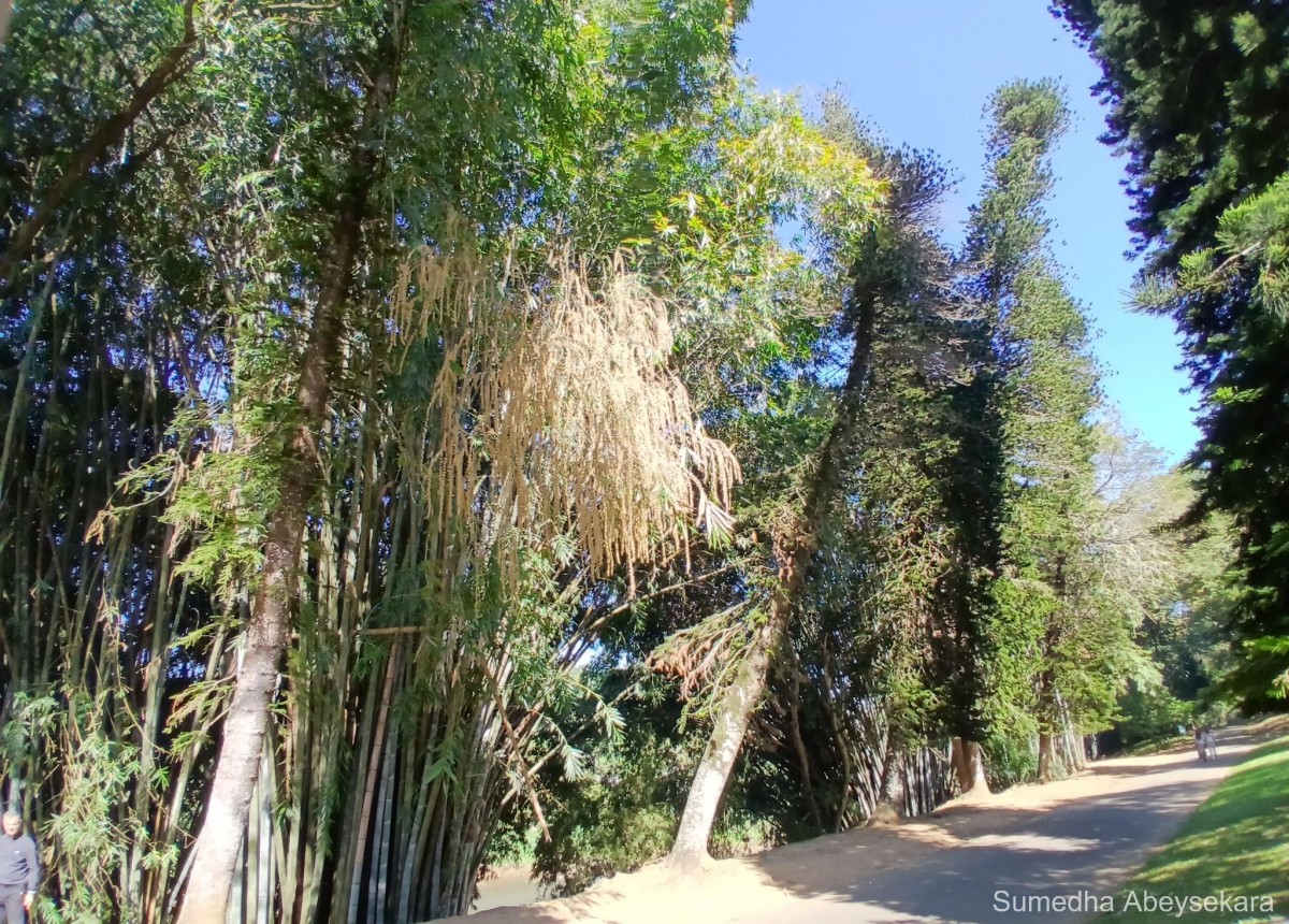 Dendrocalamus giganteus Munro